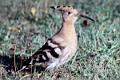 A rare sighting of a Hoopoe
